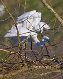 Breeding Egrets_45553